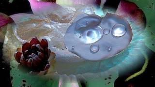 🔳 𝘚ＯＭＡ // 東方睡蓮貴族：內在世界的姿態 因鬆弛而卓越 [ 實相觀測 ] // THE OBSERVER PROTOCOL ⦀ REALITY ARCHITECTURE