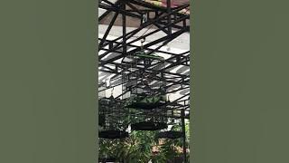 Kacer Pusaka Raja on fire..