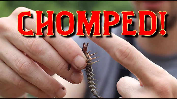 Getting Chomped - How to Catch/Wade Fishing live H...