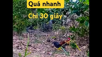 Bẫy gà rừng bằng mồi mái cực nhanh - chỉ 30 giây