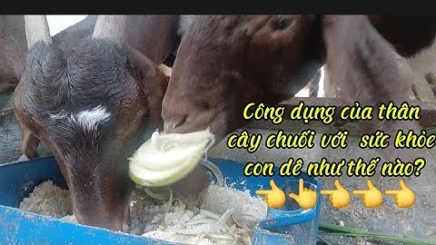 Công dụng của thân cây chuối với sức khỏe con dê