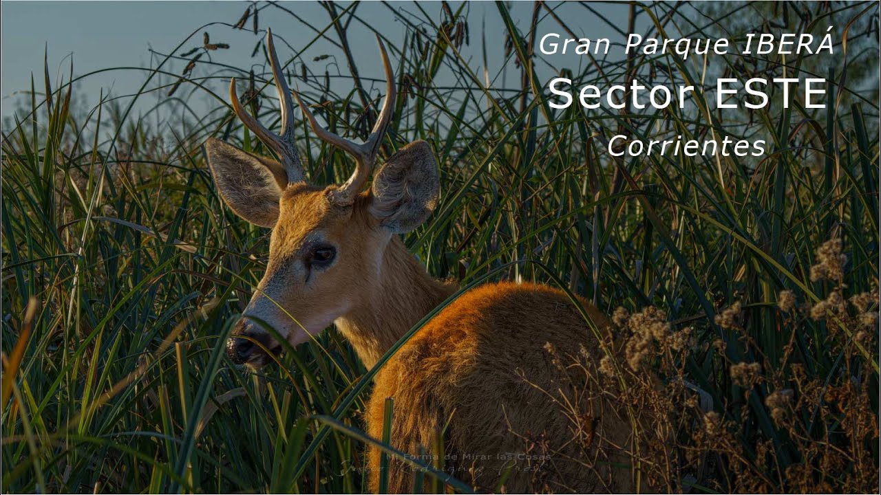 Esteros del Ibera ESTE - Ruta 40 a Colonia Pellegrini y Galarza en Corrientes - 2022