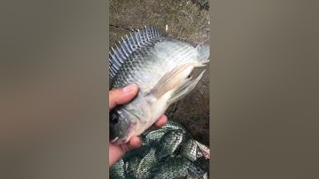 Quăng chài kiếm 10 Kg Rô phi