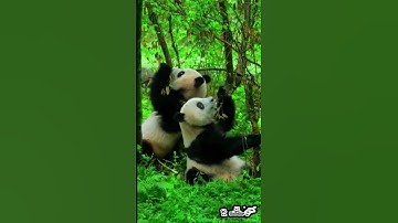 Count how many giant pandas there  #foryou  #fyp シ  #panda  #tiktok #animals #shorts #subscribe