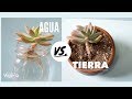 Como Reproducir suculentas en Agua y Tierra || VLOG DIY