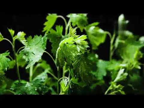 البقدونس قنبلة كن الفيتامينات والمعادن