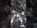 Seeing the flock