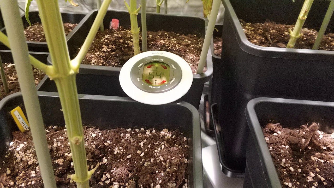 9 - Wappa de Paradise Seeds en interior | Wappa of Paradise Seeds indoor | Día 45 floración