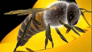Honey Bee 3D model from CGTrader.com