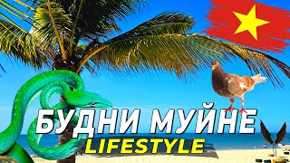 картинка: Будни в Муйне - ЯДОВИТАЯ змея на пляже и миссия СПАСТИ ГОЛУБЯ!