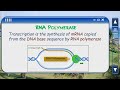 2.7 Replication, Transcription & Translation