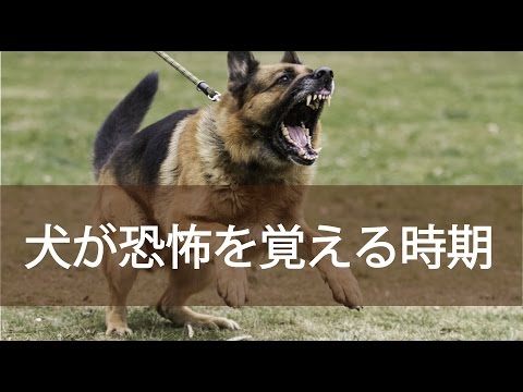 犬が恐怖を学習する時期について考える：DOGGY STATION Vol.47/犬のしつけ・問題行動・犬の心理学・犬の行動学・ドッグトレーナー・ドッグビヘイビアリスト