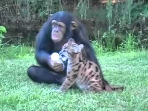 Myrtle Safari Park Puma Yavrusunu Biberonla Besleyen Şempanze