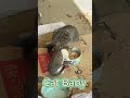 cat baby #videos #cat #animalclips #bird #cute #animalvideos #bee #animalvideosforkids