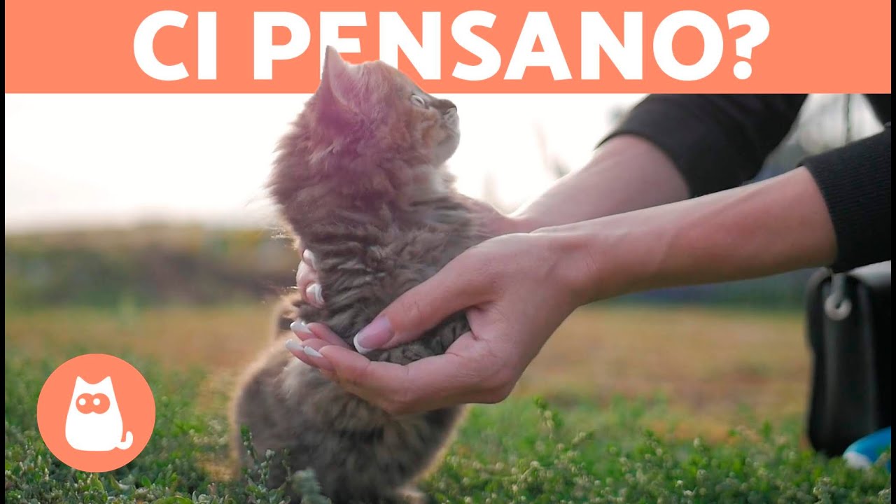 I Gatti Sentono La Mancanza Del Padrone