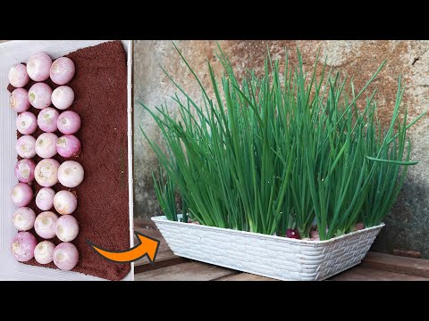 Видео: С помощью всего лишь полотенца и воды я могу вырастить зеленый лук