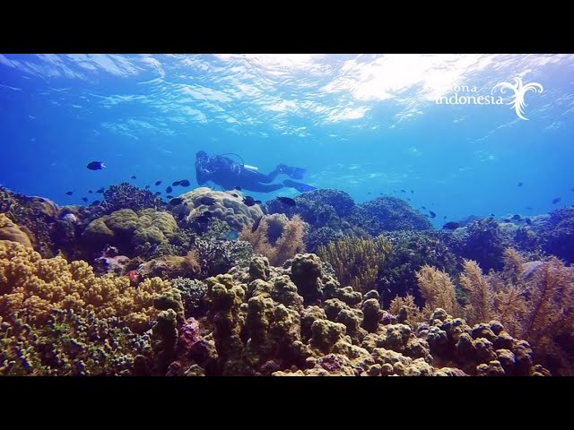 Keindahan Pesona Bawah Laut Morotai