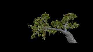 Blender Tutorial: Sculpted Trees Pt 2