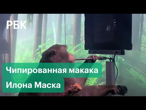 Обезьяна Маска играет в видеоигры: Neuralink показала видео с чипированной макакой