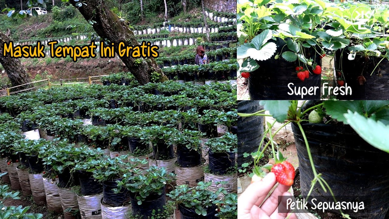 Tempat Wisata Kebun Strawberry Di Sukabumi