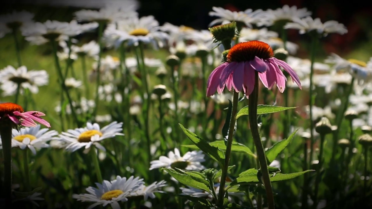 myriad-botanic-gardens-closing-shots-youtube