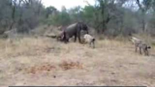 Hyena Killing Elephant