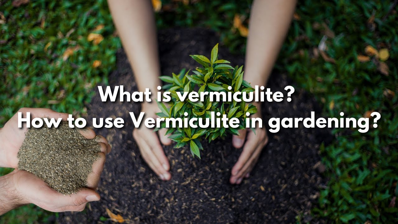 Gardening With Vermiculite - Vermiculite Uses And Information