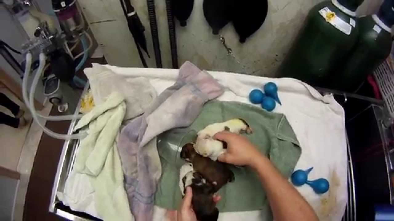 C Section Birth Of English Bulldog Puppies Youtube