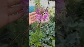 Grow Cleome flowers as a trap crop for stink bugs #flowergarden #organicgarden #stinkbug #trapcrop
