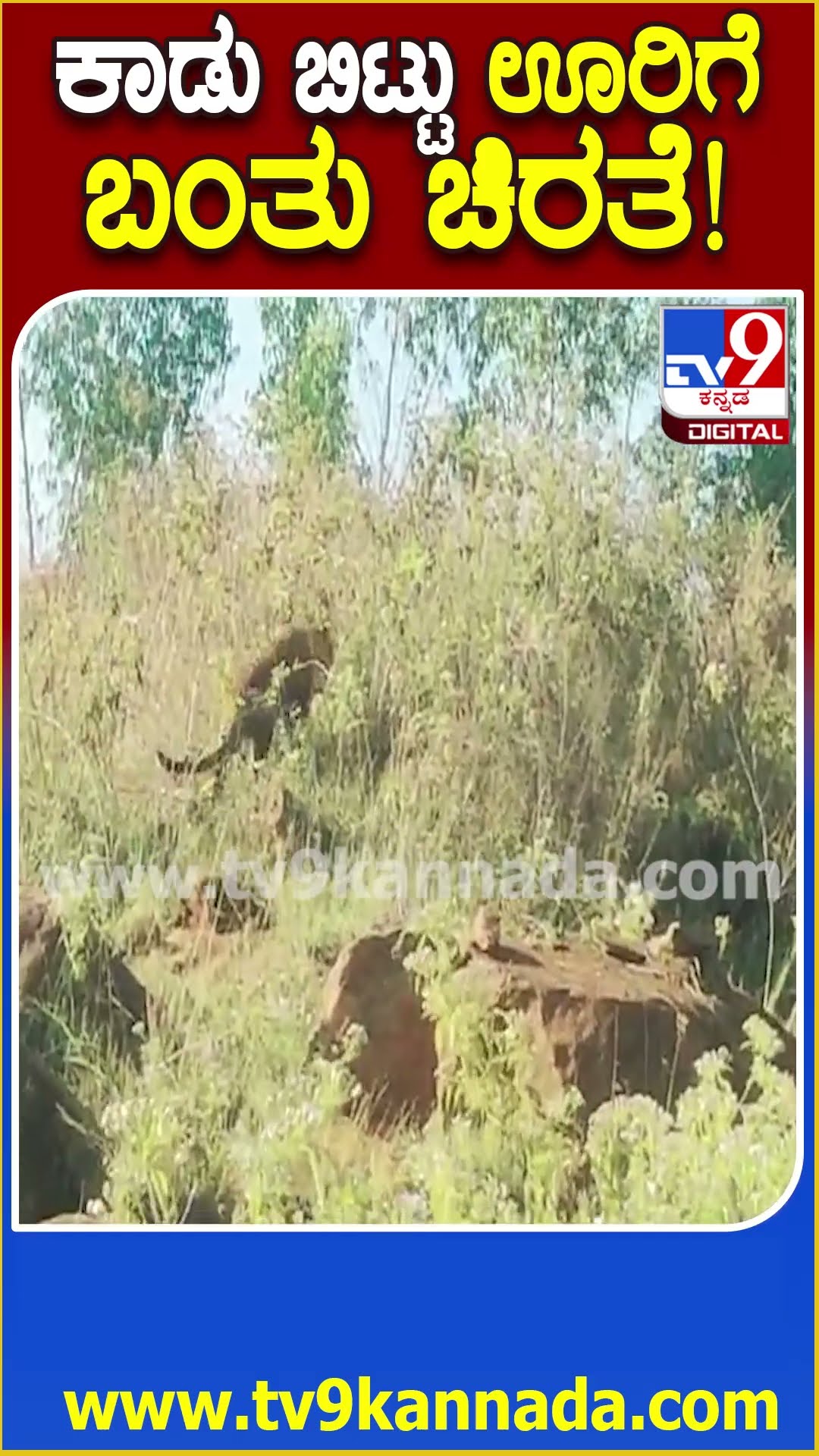 ಕಾಡು ಬಿಟ್ಟು ಊರಿಗೆ ಬಂತು ಚಿರತೆ! #Leopard #Tv9D