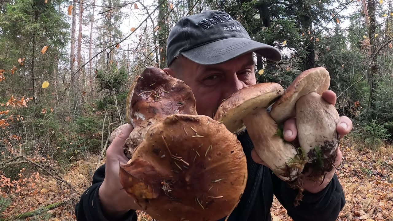 4 ГРИБА і кошик повний..Такі знахідки 5 листопада за щастя! Прикарпаття дивує грибами!