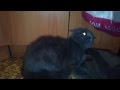 ШОК!!!В кота вселился дьявол? # SHOCK! The cat was possessed by the devil