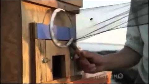 How bees use swarm intelligence to make decisions