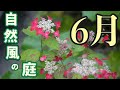 6月 自然風の庭に咲く花