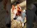 A dog's life 🥰🤌 #dogs #animals #cute