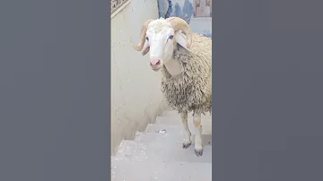 كبش العيد تعال أنطحني 
