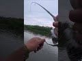 На что ловить СУДАКА ??? когда у других не клюёт- jackall SOUL SHAD 58 SP  #shorts #fishing #рыбалка