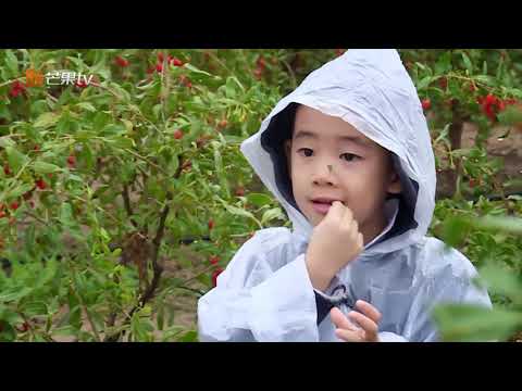 Jasper摘枸杞给爸爸吃 陈小春直呼“好甜啊”《一起出发吧》第11期 lets go EP11【湖南卫视官方HD】