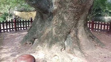 Khám phá cây Dã Hương cổ thụ 1000 năm tuổi tại Bắc Giang