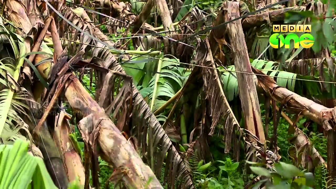 Wayanad farmers not received compensation for years