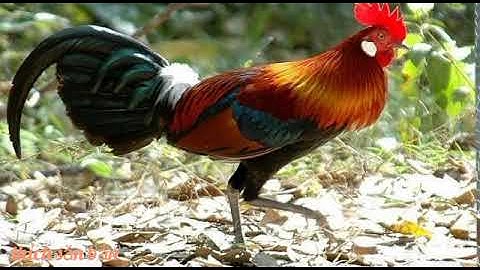 Tiếng gà rừng mồi chuẩn không có tạp âm