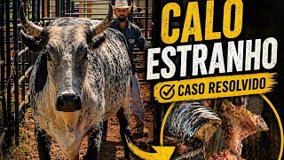 Ela estava mancando muito… olha o resultado no retorno da Princesa