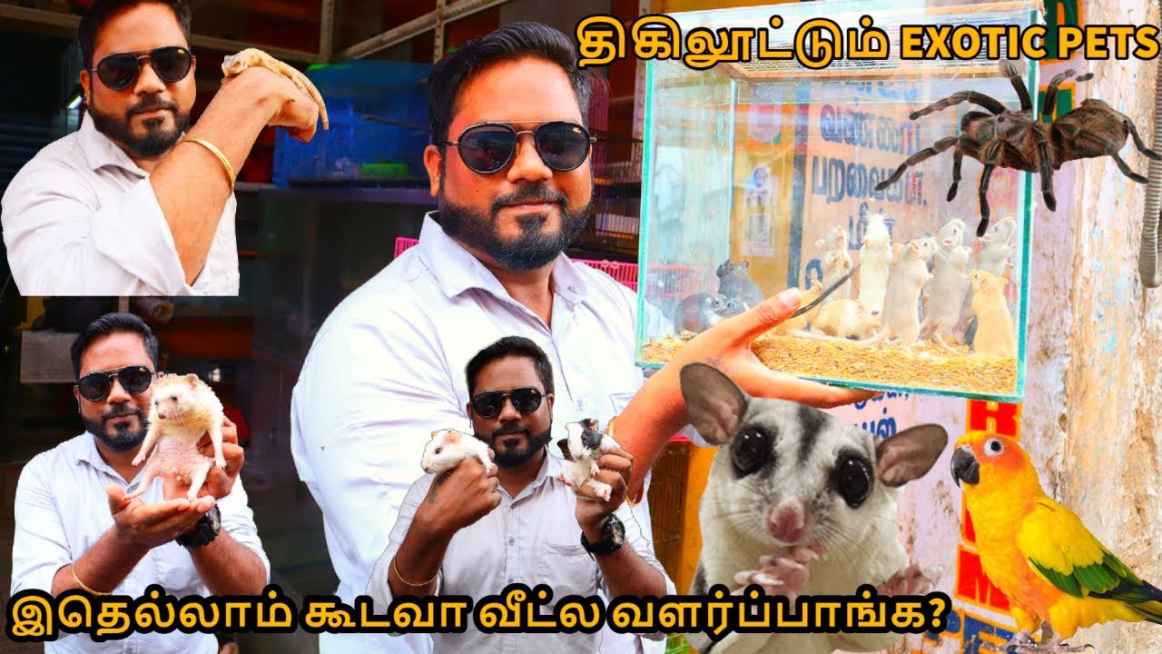 EXOTIC PET SHOP IN CHENNAI YouTube exotic-pet-shop-in-chennai-youtube