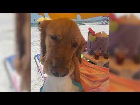 Cute Animal Videos Compilation | Cute Funny Paws