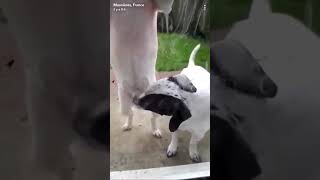 Molly Snif Le Zizi De Nadal