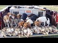 Were we able to get 3 limits and some quail? Rabbit Hunting Nov 26, 2021