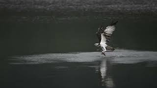 [WICKED RICKY] 2021 NIKON Z9 +Z 100-400 魚鷹 OSPREY 120 FPS連續拍攝