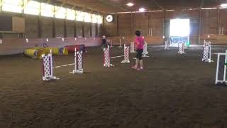 Nikki at 12 years old agility