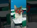 Fatos reais 😂 #naoflopa #gatos #capcut #shorts #memes #viralshorts #vaipraforyou