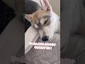 遠回しに短足だと言われるお姉ちゃんハスキー #シベリアンハスキー #ハスキー #ハスキー犬